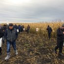 День кукурузного пол Агровектор 2017год, ПЗ Александровский